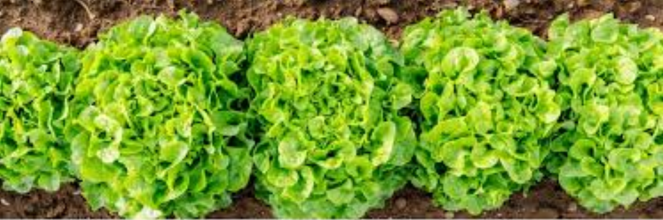 Lettuce