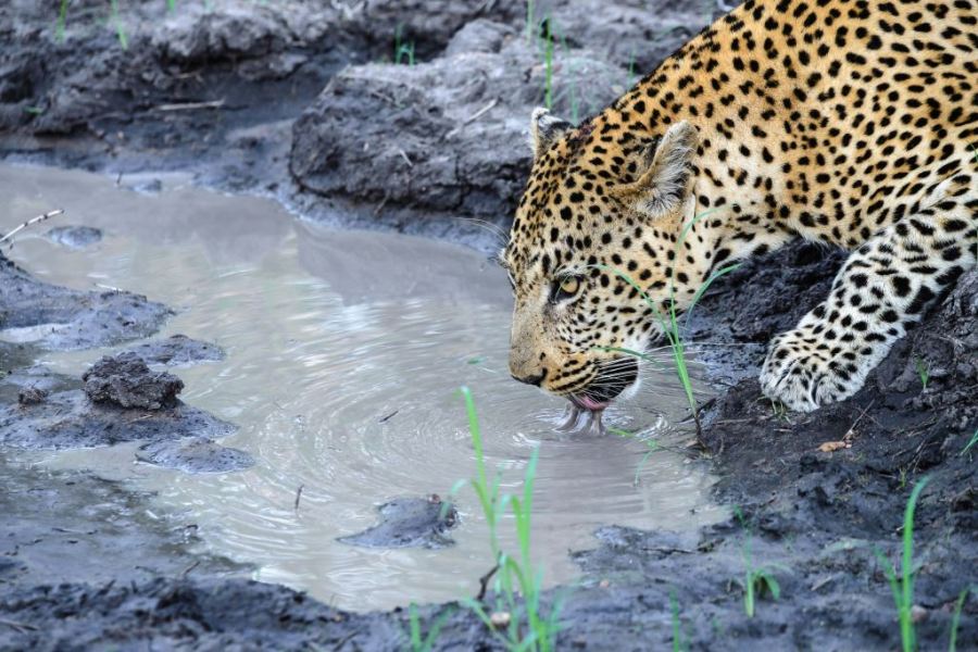 a leopard