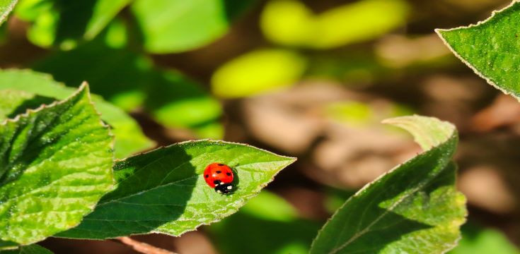 ladybird in the garden