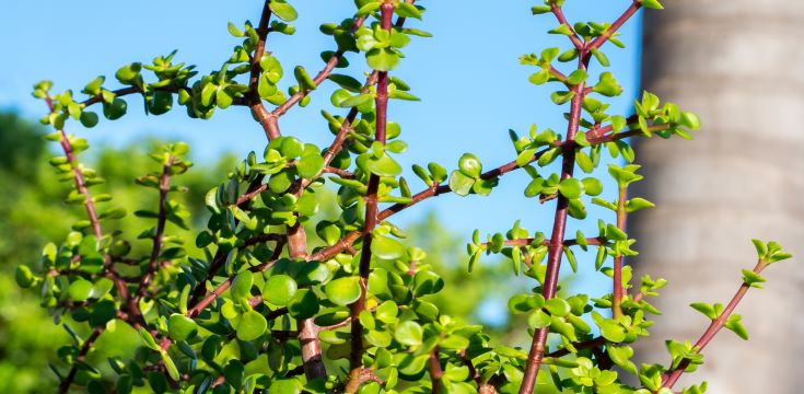 spekboom tree
