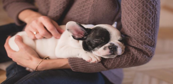person-in-brown-cable-knife-sweater-holding-white-and-black-puppy