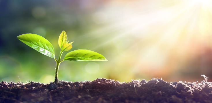 green-shoots