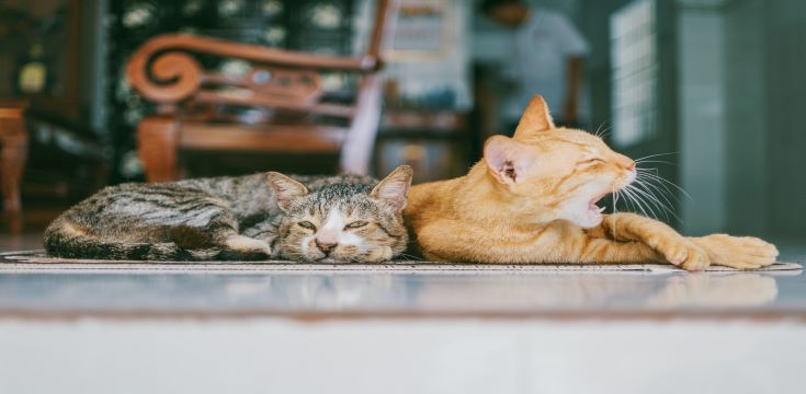 pet-insurance