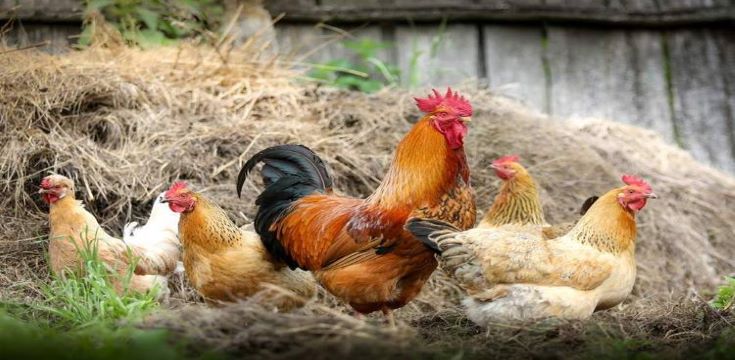 farming-careers