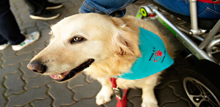 Therapy-dog