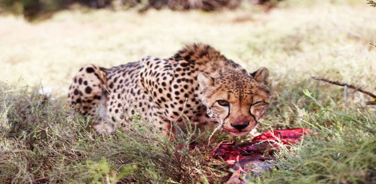 MOUNT-CAMDEBOO-Cheetah-on-kill (002)