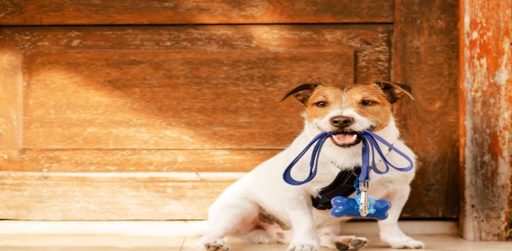 Dog ready for his walk (002)