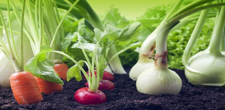 Vegetables-growing-in-the-garden.shutterstock_104261648-1024x683