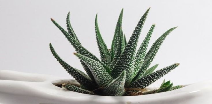 aloe-vera