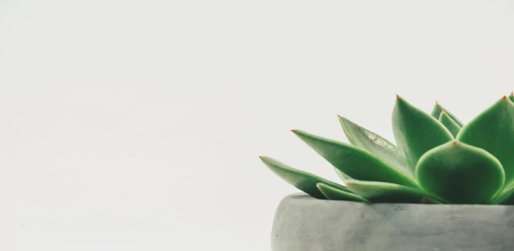 green_plant