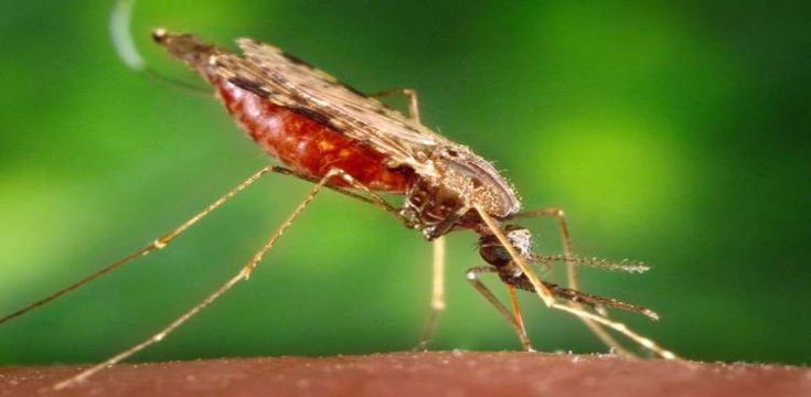 malaria