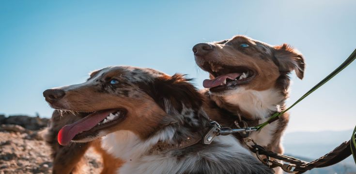 travelling-pets