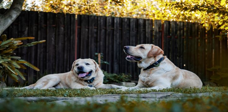 dogs