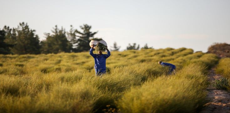 Rooibos