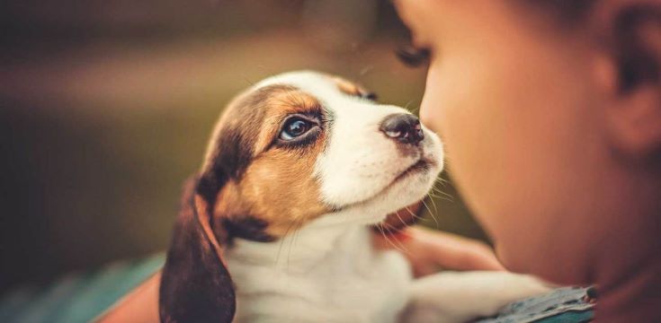 Pets