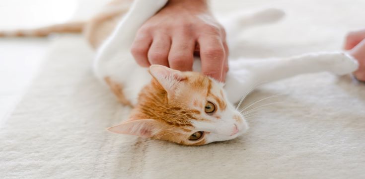 A-Pet