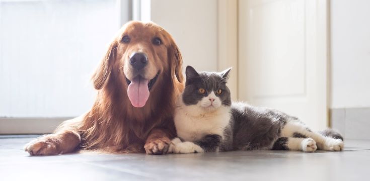 golden_retiver_cat_cropped