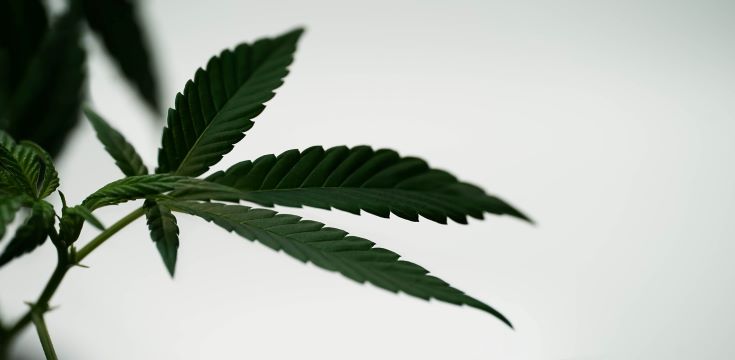 Hemp_plant