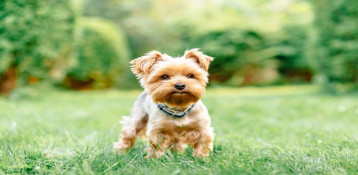 Hill's small dog
