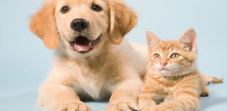 Pets image