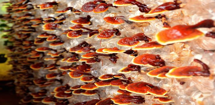 Red Reishi growing (002)