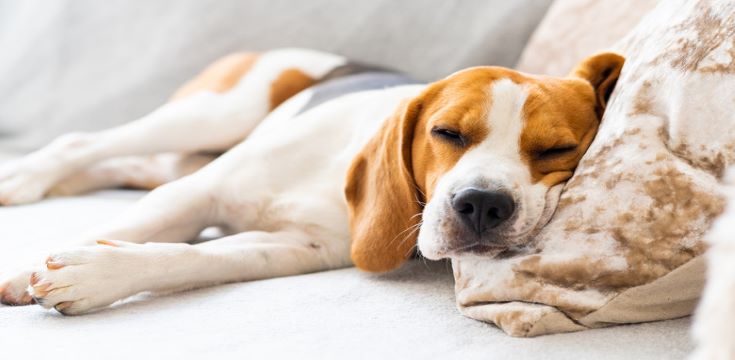 dog-on-furniture