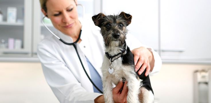 Veterinarian