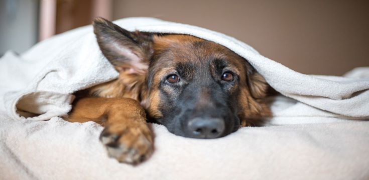 pet