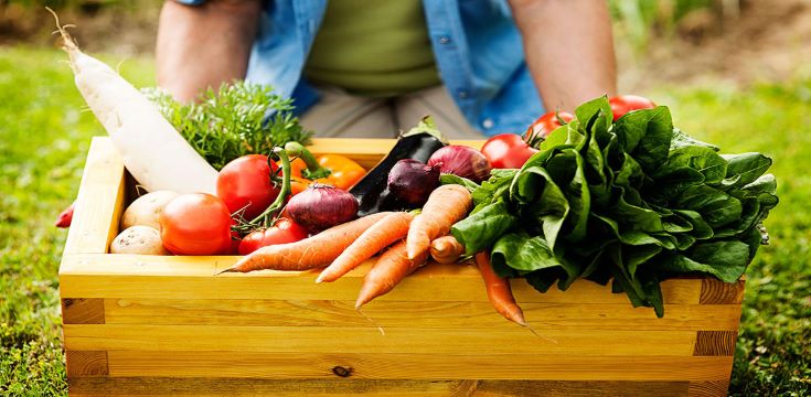 Vegetable-garden