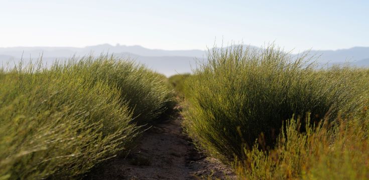 plants-herbs