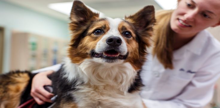 Dog with female vet