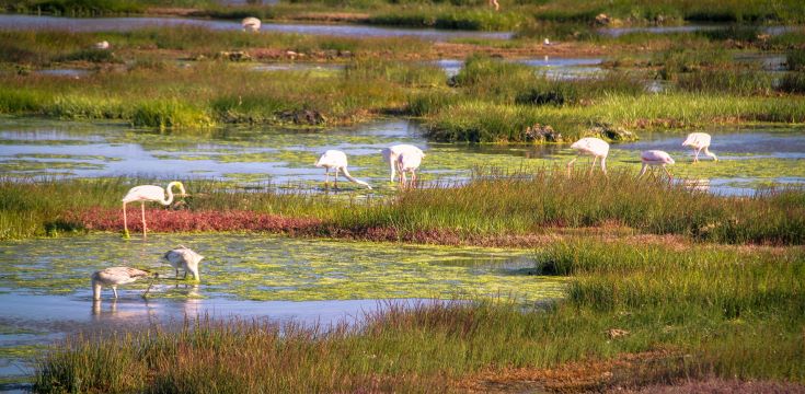 Birding in Velddrif